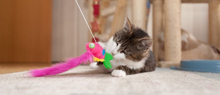 Cat playing with a feather toy