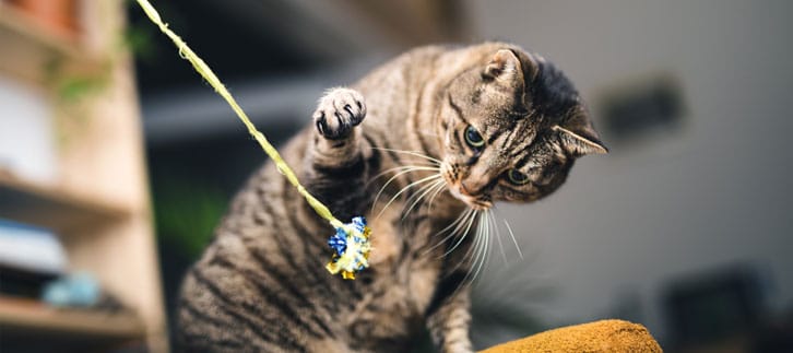 Cat playing with a string toy