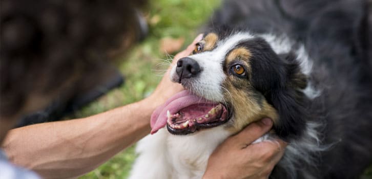Woman petting a happy dog