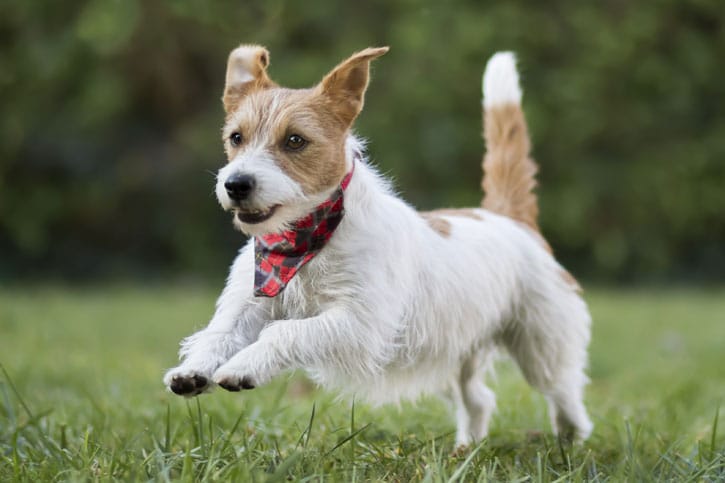 Small dog running through the grass