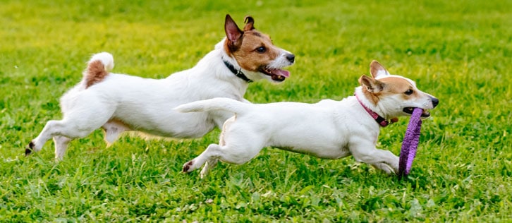 Two dogs running in the grass