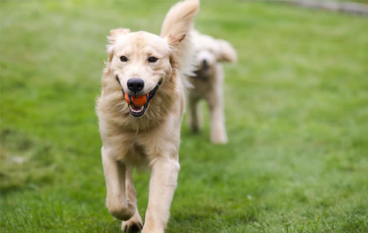Two golden retrievers playing in the yard