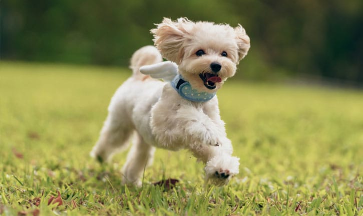 Small dog running in the grass