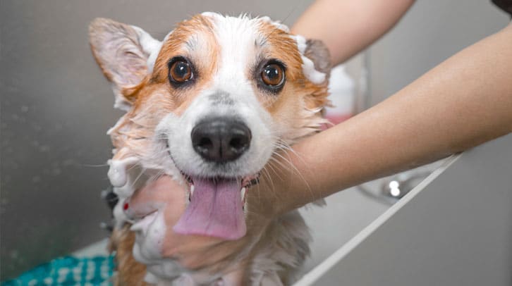 Dog getting a bath