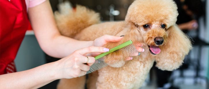 Dog being brushed