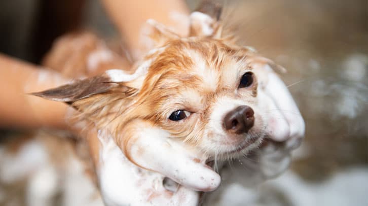 Dog getting a bath