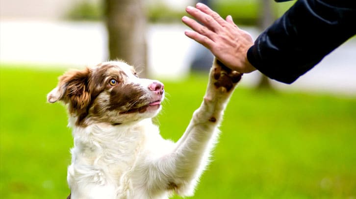 Dog giving a high five