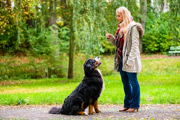 Woman training a dog