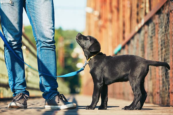 Dog Obedience Training