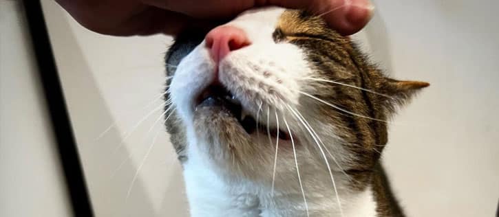 Petting a cat's head