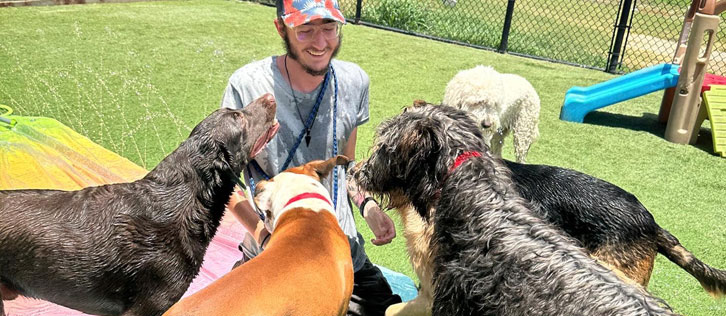 Staff playing with dogs in daycare