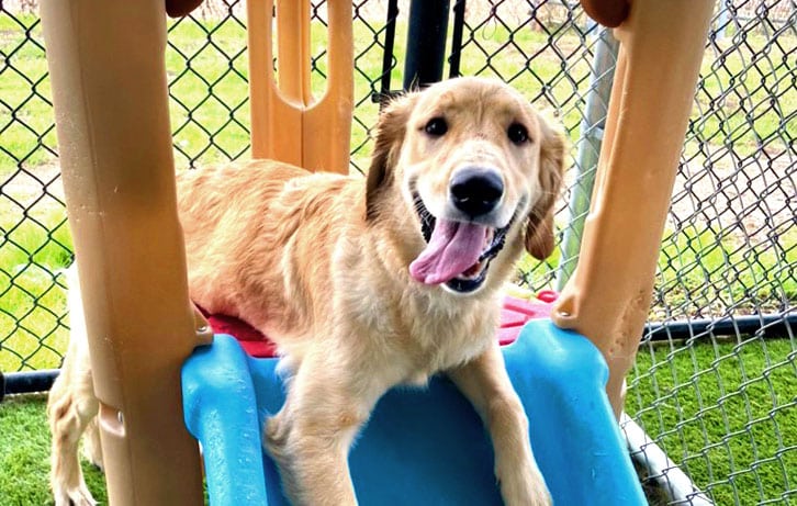 Happy dog on playground equipment