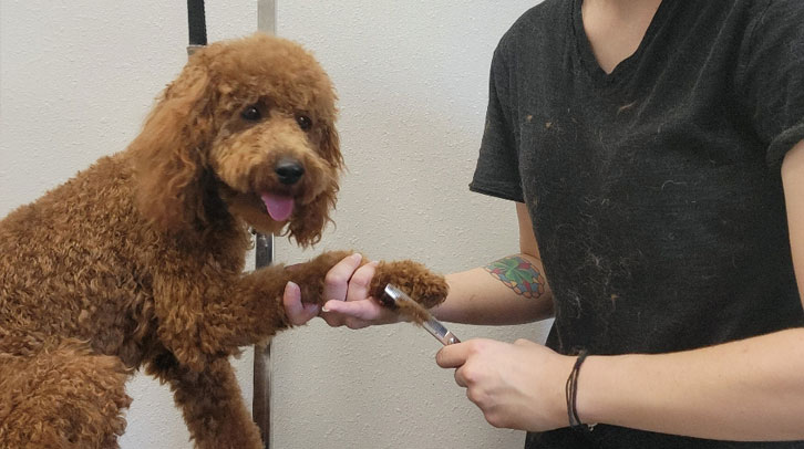 Dog groomer trimming a dog's fur