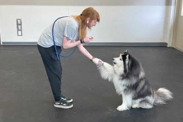 Training a dog to shake hands