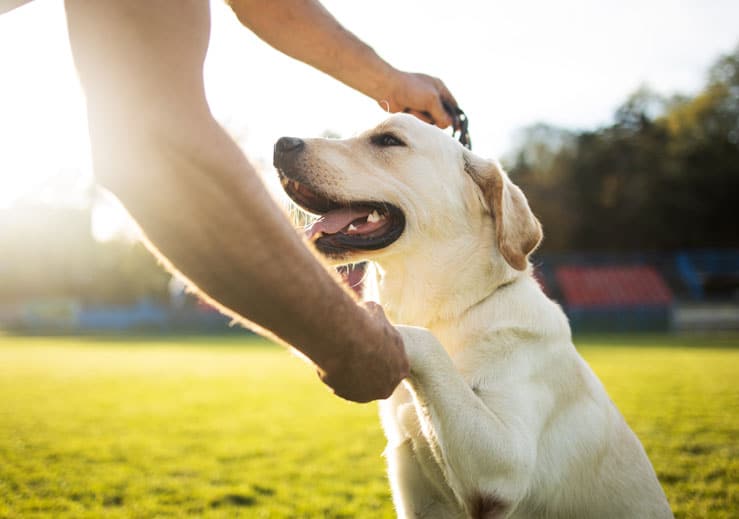 Puppy being trained