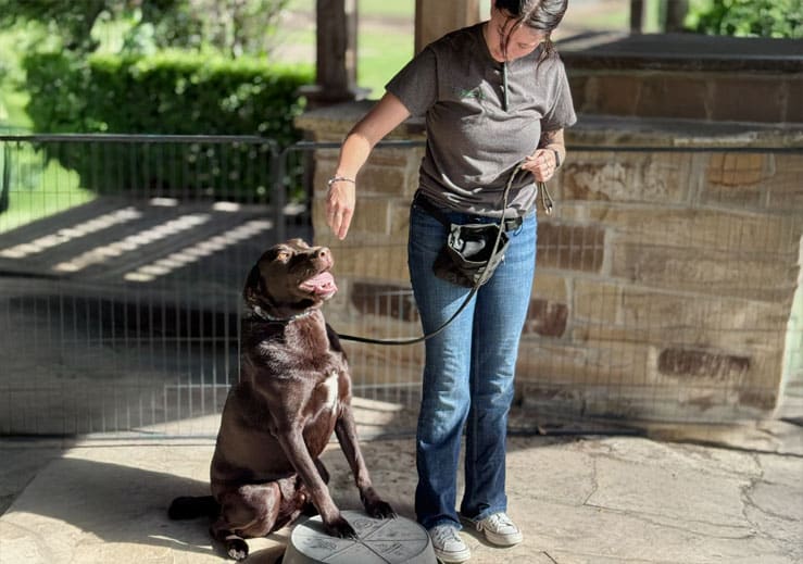 dog working with a dog trainer