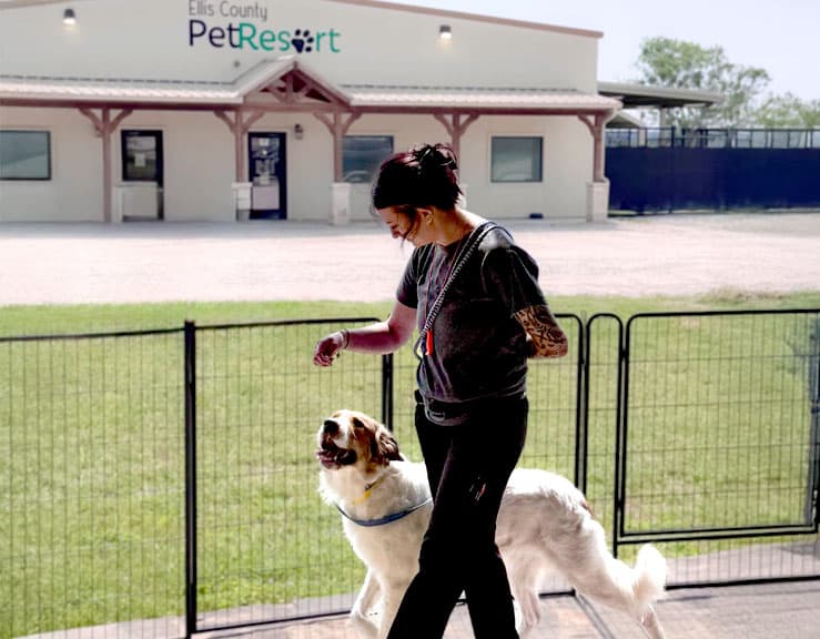 dog working with a dog trainer