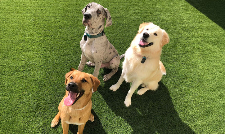 dogs in daycare