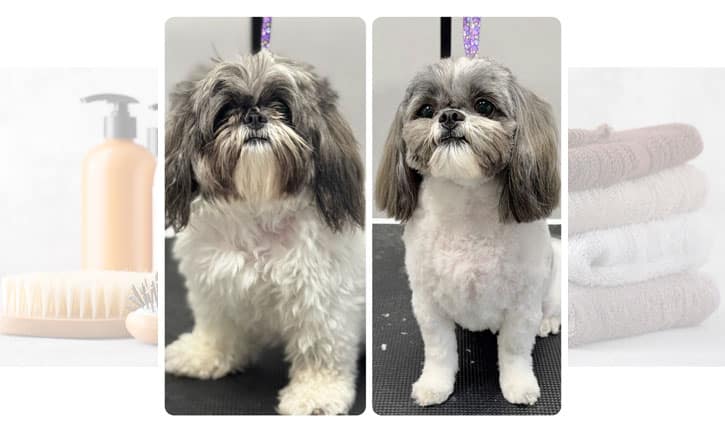 dog before and after grooming