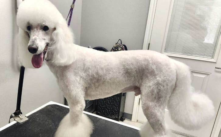 dog after grooming